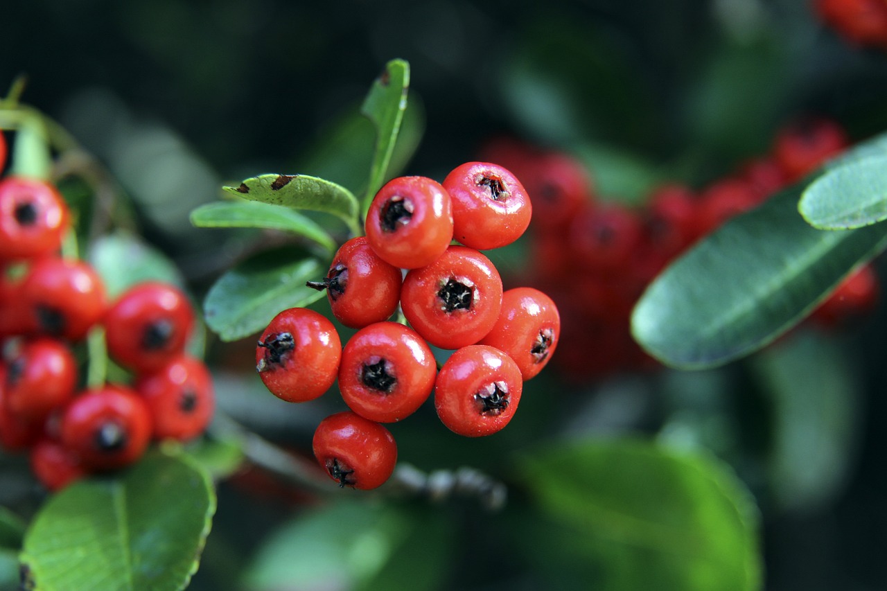 什琴斯尼的 什琴斯尼的